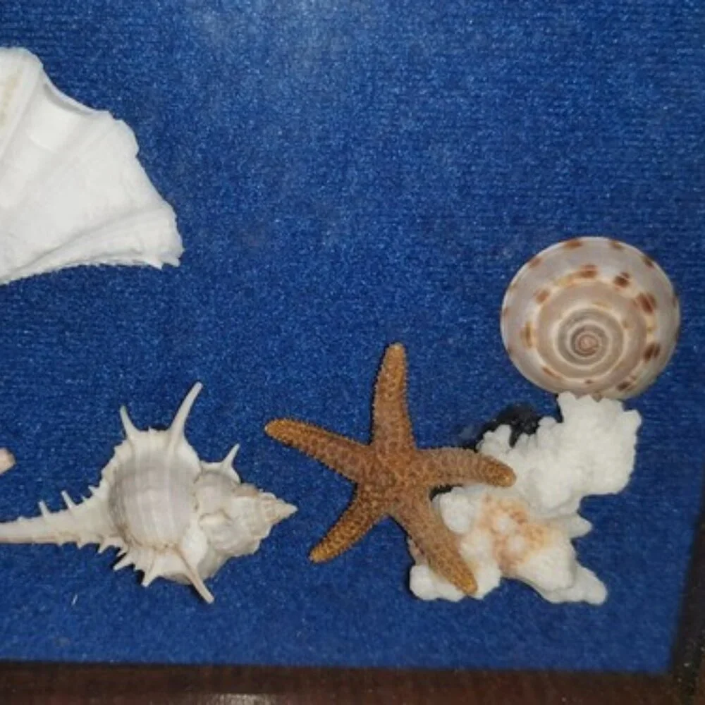 Vintage Shadow Box Nautical Mixed Seashell Seahorse Wall Art Work 8.5 x‎ 10.5 in
